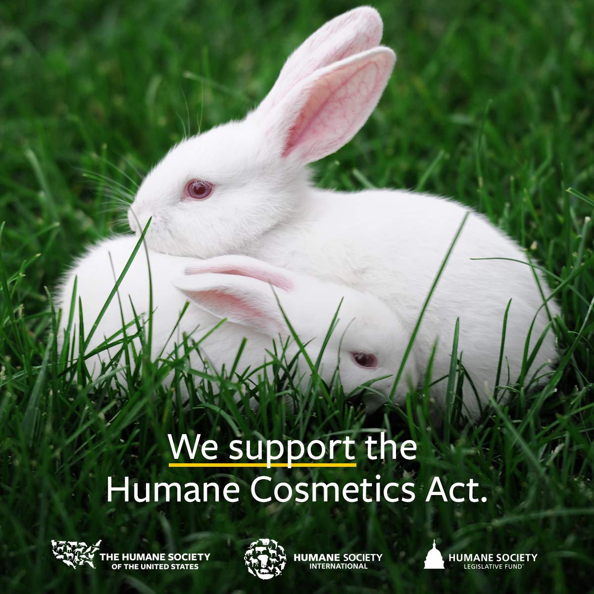 US Organic 100% Pure Lemongrass Essential Oil, USDA Certified Organic, Extracted by Steam Distillation Method, for Hair, Nail Polish Remover, Bees Attraction, and More. 15 ml