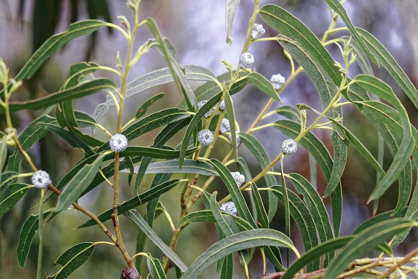 US Organic 100% Pure Eucalyptus Essential Oil (Globulus) - USDA Certified Organic, Steam Distilled - W/Euro droppers (More Size Variations Available) (30 ml / 1 fl oz)